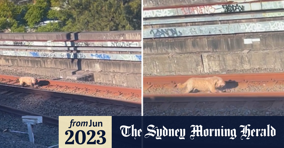 Video Dog on tracks delays Sydney trains